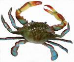 How To Store Crab