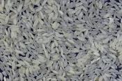 How To Fight Rice Addiction