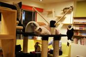 Cat Cafes In Tokyo - Play To Your Heart's Content