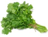 Cilantro Can Curb Chitlins' Foul Odour