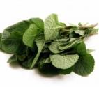 Herbal Remedies For Colic 