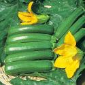 Growing Courgettes