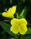 Uses Of Evening Primrose Oil