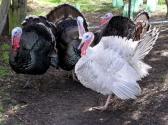 Investment Bankers Being Blamed For Costly Turkeys