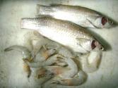 Is It Safe To Eat Fish During Pregnancy?
