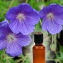 Geranium Oil Benefits