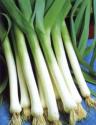 How To Grow Leeks