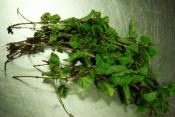 Mint Allergy-causes, Symptoms, And Cure