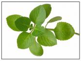 Herbal Remedies For Mononucleosis