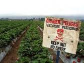 When You Should Choose Organic