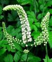 What Are The Uses Of Black Cohosh Root