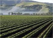 How California 'salad Bowl' Pesticides Are Destroying Public Health