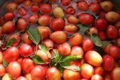 Aromatic Apple Jelly