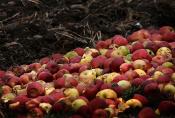 Apple Orchard Punch