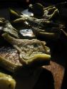 
Artichoke Antipasto