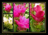Baked Orange Custard