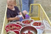 Berry Filling