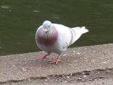 Bird Milk Or Floating Island