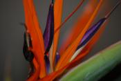 
Bird Of Paradise   