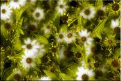 Black-eyed Susans