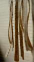 Buckwheat Pasta