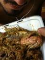 Caribbean Snapper