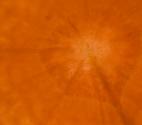 Carrot Cashew Slice