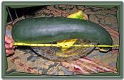 Carrot Zucchini Bread