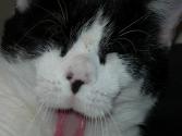Cats Tongues