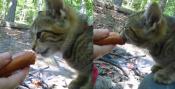 Cats' Tongues