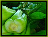 Celery Appetizer