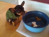 Chihuahuas