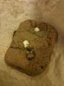 Choc Chip Biscuits