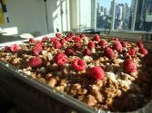 Quick Coffee Cake With Crumb Topping