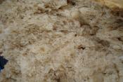 Crusty White Bread