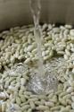 Dried Navy Bean Salad
