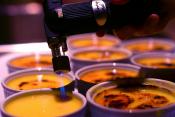 Easy Creme Brulee