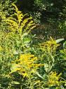 Eggs Goldenrod