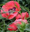 Never Fail White Cake