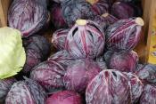 Farmer Macgregor's Cabbage Soup
