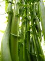 Fiddlehead Greens With Garlic And Chives