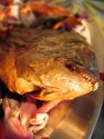 Baked Snapper Fillets