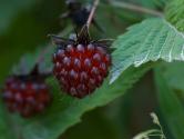 Fresh Berry Pie