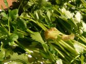 Scallops With Fresh Coriander