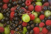Fruit Compote