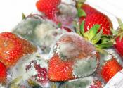 Creamy Fruit Mould
