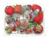 Frosted Fruit Mold