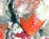 Winter Fruit Mold