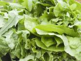 Salad Of Mixed Garden Stuff
