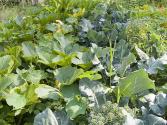 Garden Vegetable Soup